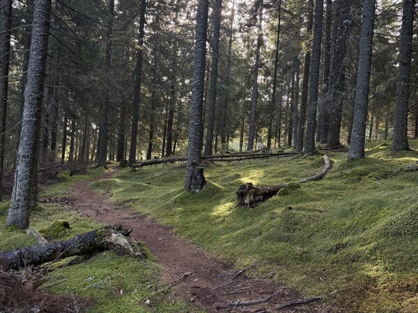 A mossy forest path in Romania with the sun through the trees